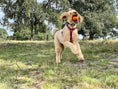 Afbeelding geladen in Galerij-viewer, Dog running outdoors wearing handmade leather Y-shaped harness playing with orange ball in mouth
