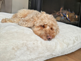 Afbeelding geladen in Galerij-viewer, Hondenkussen Fur fleece