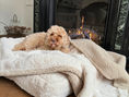 Afbeelding geladen in Galerij-viewer, Hondendeken Teddy light & Fur fleece