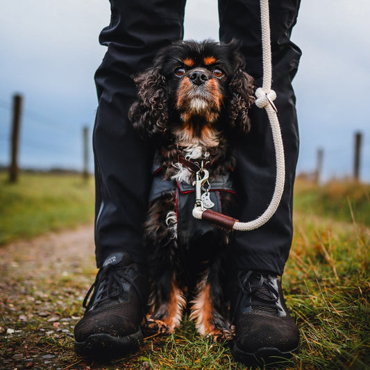 Hondenriem Verstelbaar Touw Ecru