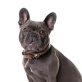 Afbeelding geladen in Galerij-viewer, No Fuss Halsband Hond Leer Bruin - Cooper & Quint