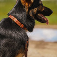 Afbeelding geladen in Galerij-viewer, No Fuss Halsband Hond Leer Camel - Cooper & Quint