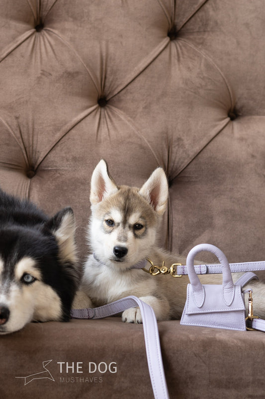 Hondenriem Klassiek Lila Paars