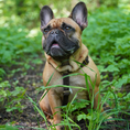 Afbeelding geladen in Galerij-viewer, Hondentuig Simply Hemp Kastanjebruin op hond in groene omgeving.