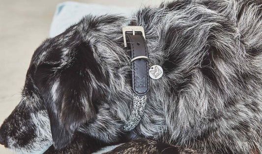 Hondenhalsband Lucca zwart