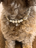 Afbeelding geladen in Galerij-viewer, Anti-tekenband Saint-Tropez Naturel
Deze anti-tekenband ziet er niet alleen uit als een anti-tekenband voor een hond, maar het is ook een sieraad voor de hond. Kies je eigen bedel om jouw hond in een studio proudwafwafAnti-tekenband Saint-Tropez Naturel