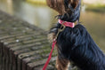 Afbeelding geladen in Galerij-viewer, Hondenhalsband Roze satijn