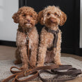 Afbeelding geladen in Galerij-viewer, Two curly-haired dogs wearing adjustable leather dog leashes sitting on a rug indoors