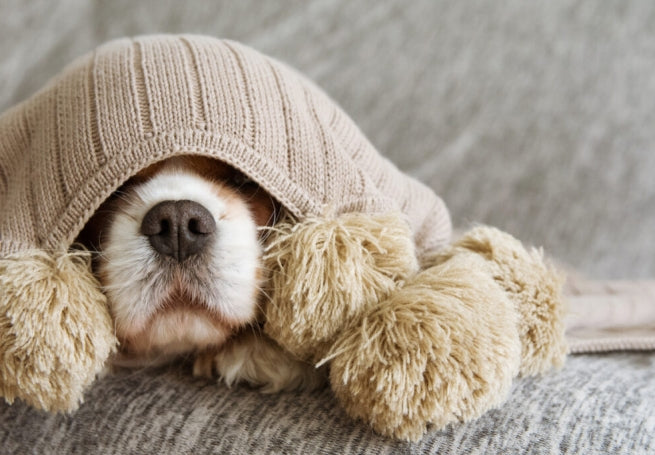 Bescherm je hond tegen vuurwerkstress