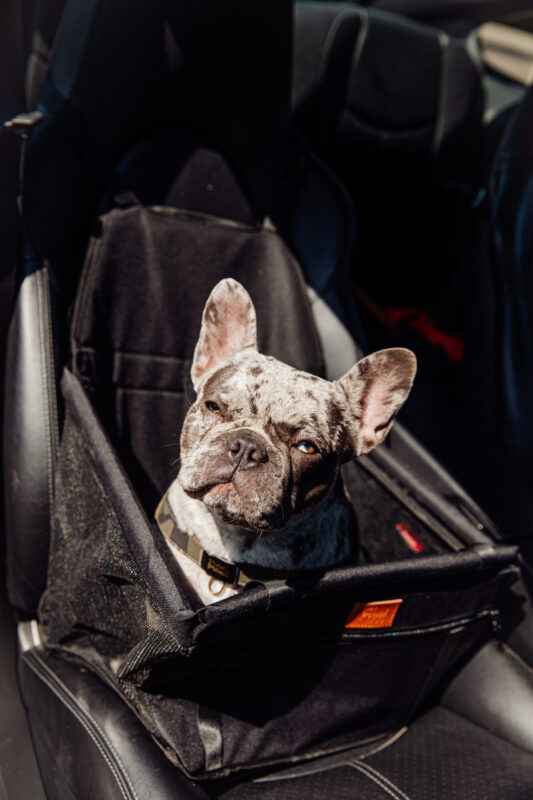 Een Honden Automand