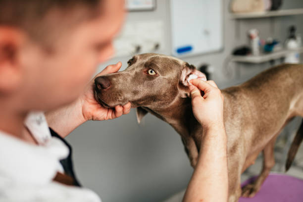 gebit verzorging hond