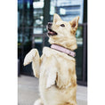 Afbeelding geladen in Galerij-viewer, Puppy halsband AMICI RozeBij de AMICI-collectie is het naamprogramma: de hoge kwaliteit van leiderschap en halsband buiten onze nappaleders biedt meer comfort voor mensen en niveaus. Door deLABONIwafwafPuppy halsband AMICI Roze
