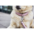 Afbeelding geladen in Galerij-viewer, Puppy halsband AMICI RozeBij de AMICI-collectie is het naamprogramma: de hoge kwaliteit van leiderschap en halsband buiten onze nappaleders biedt meer comfort voor mensen en niveaus. Door deLABONIwafwafPuppy halsband AMICI Roze
