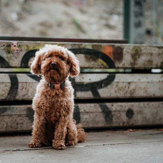 Hondenriem Grijs met rosé goud
De DOGA hondenriem Grijs met rosé goud is een luxe accessoire dat perfect past bij de hondenhalsband Grijs met rosé goud. Met zijn stijlvolle grijze kleur trekt dezDogawafwafHondenriem Grijs met rosé goud