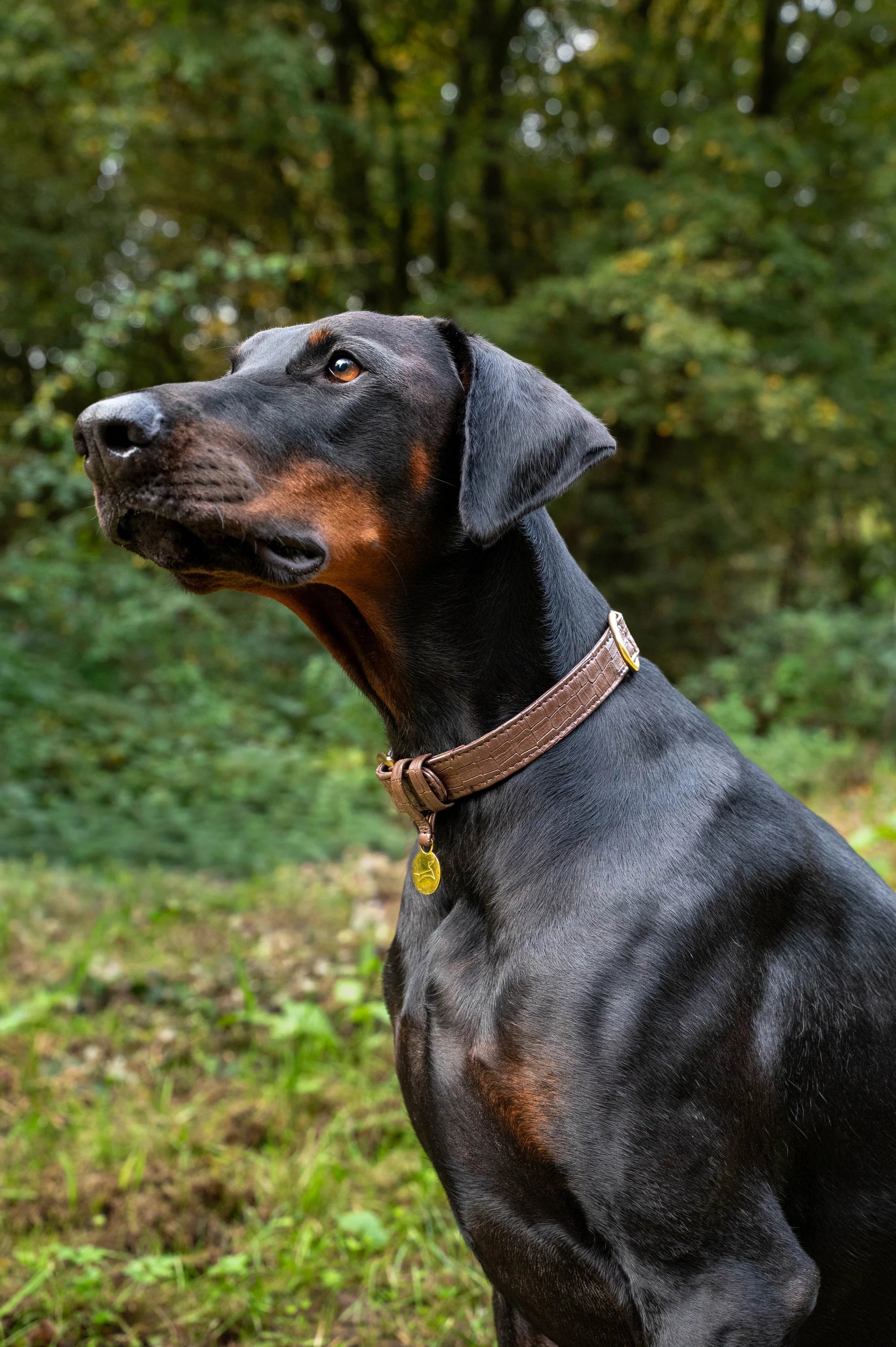 Hondenhalsband Croco echt leer