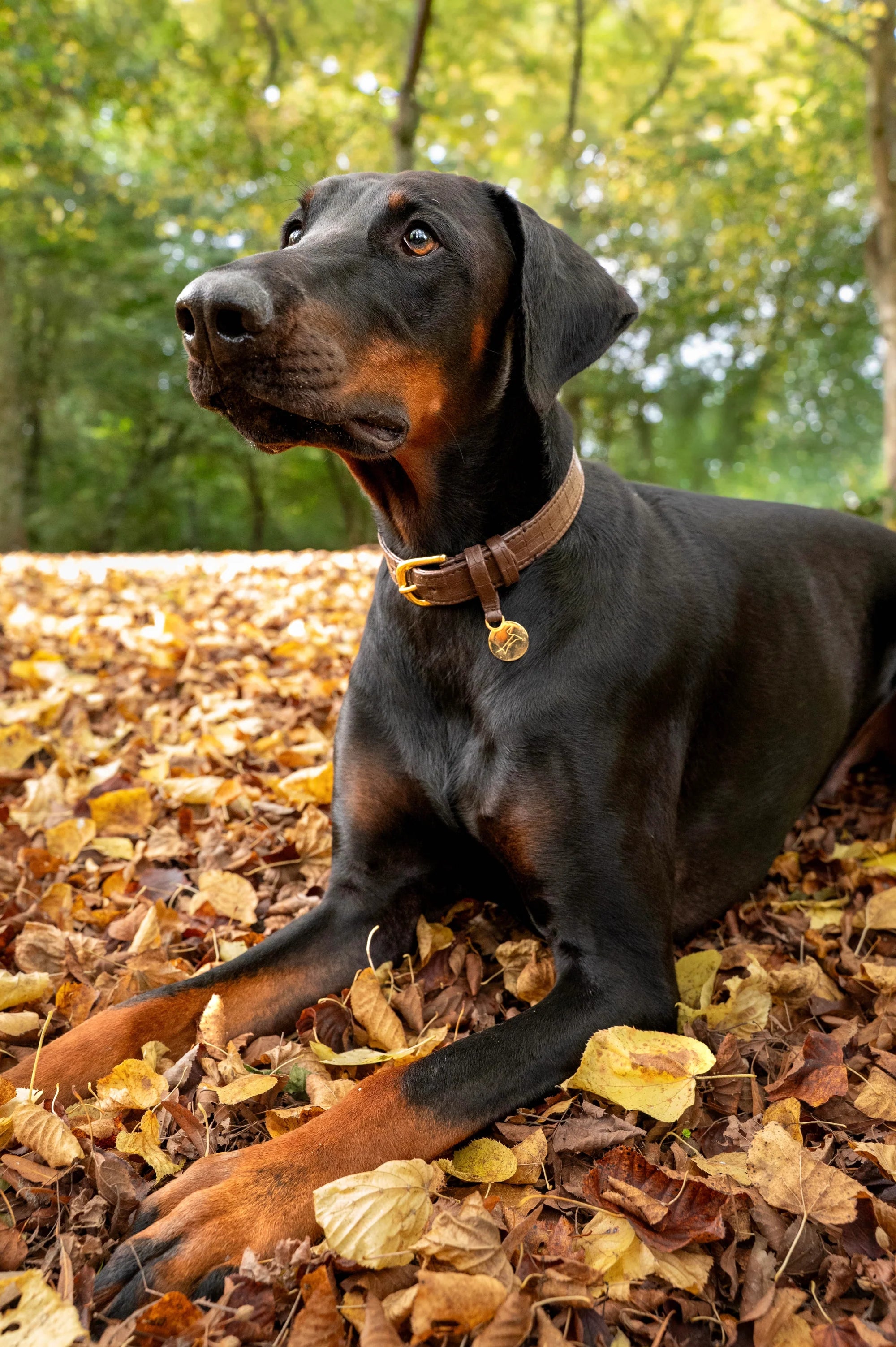 Hondenhalsband Croco echt leer