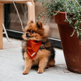 Afbeelding geladen in Galerij-viewer, Honden bandana Voile Cognac
Ben je ooit op het idee gekomen om je hond een stijlvolle en trendy bandana te geven om zijn persoonlijkheid en uiterlijk extra flair te geven? Met de luxe Honden bDogawafwafHonden bandana Voile Cognac
