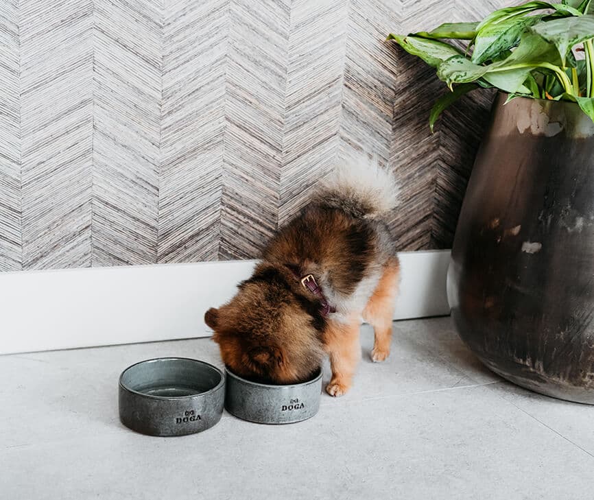 Hondenvoerbak Blue Bali

 Op zoek naar een stijlvolle hondenvoerbak die past bij je interieur of tuin? De Blue Bali hondenvoerbak exclusief ontworpen met het mooie gestempelde logo van DOGDogawafwafHondenvoerbak Blue Bali