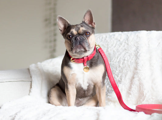 Hondenriem Royal Red leer