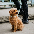 Afbeelding geladen in Galerij-viewer, Hondenriem MintgroenDe hondenriem van DOGA in de kleur mintgroen is een luxueuze accessoire voor je hond. Het is speciaal ontworpen om te passen bij de hondenhalsband in dezelfde kleur.DogawafwafHondenriem Mintgroen
