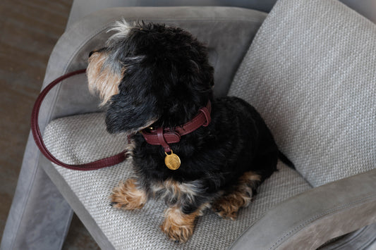 Hondenriem  Bordeaux van luxe leer