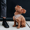 Afbeelding geladen in Galerij-viewer, Soft hondentuigje Gun Grey
Het Soft Hondentuigje Gun Grey is een comfortabel harnas voor honden, gemaakt van zachte velvet stof en met gouden details. Het heeft een verstelbare buikriem voor DogawafwafSoft hondentuigje Gun Grey
