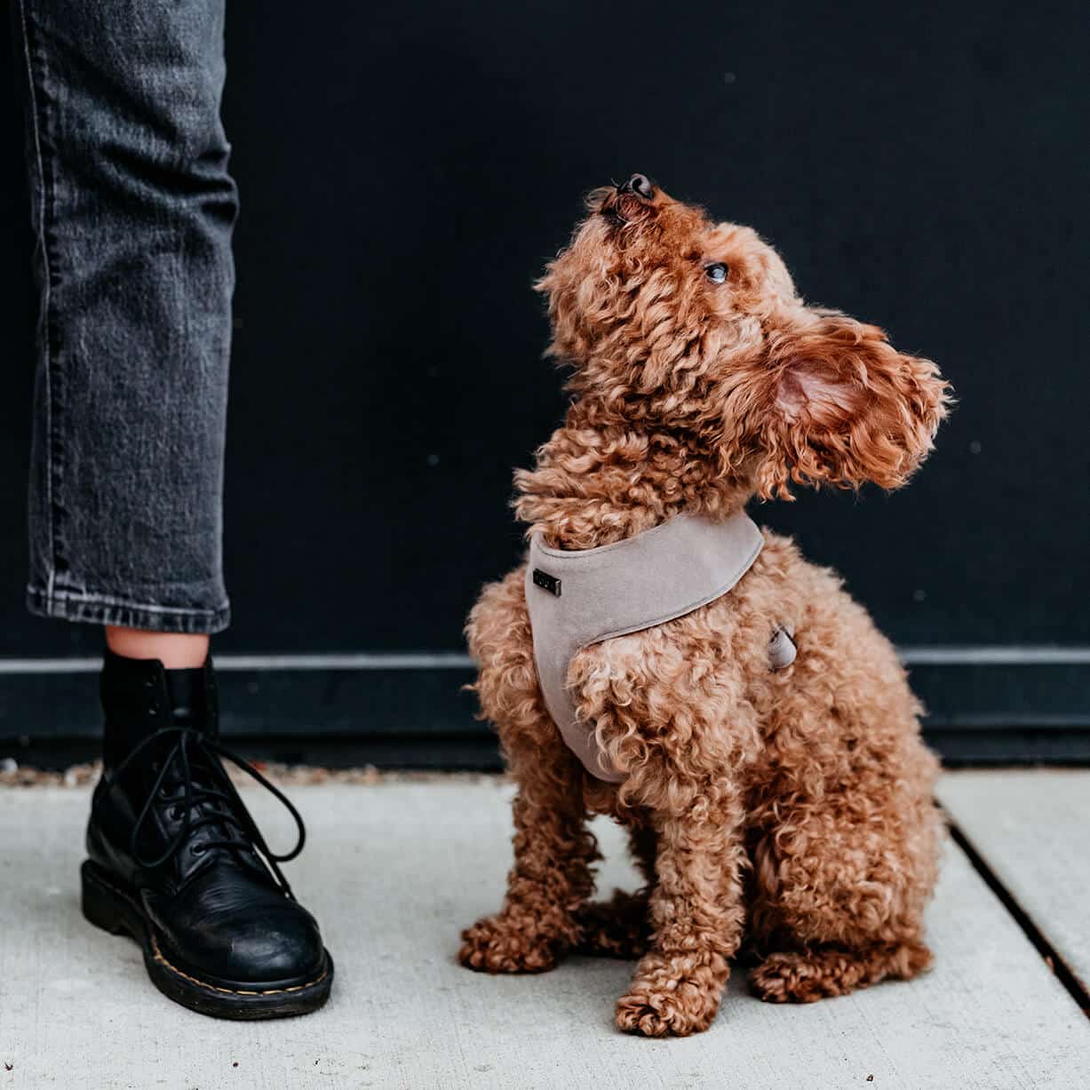 Soft hondentuigje Gun Grey
Het Soft Hondentuigje Gun Grey is een comfortabel harnas voor honden, gemaakt van zachte velvet stof en met gouden details. Het heeft een verstelbare buikriem voor DogawafwafSoft hondentuigje Gun Grey