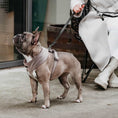 Afbeelding geladen in Galerij-viewer, Soft hondentuigje Gun Grey
Het Soft Hondentuigje Gun Grey is een comfortabel harnas voor honden, gemaakt van zachte velvet stof en met gouden details. Het heeft een verstelbare buikriem voor DogawafwafSoft hondentuigje Gun Grey
