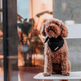 Afbeelding geladen in Galerij-viewer, Honden bandana Voile Black
