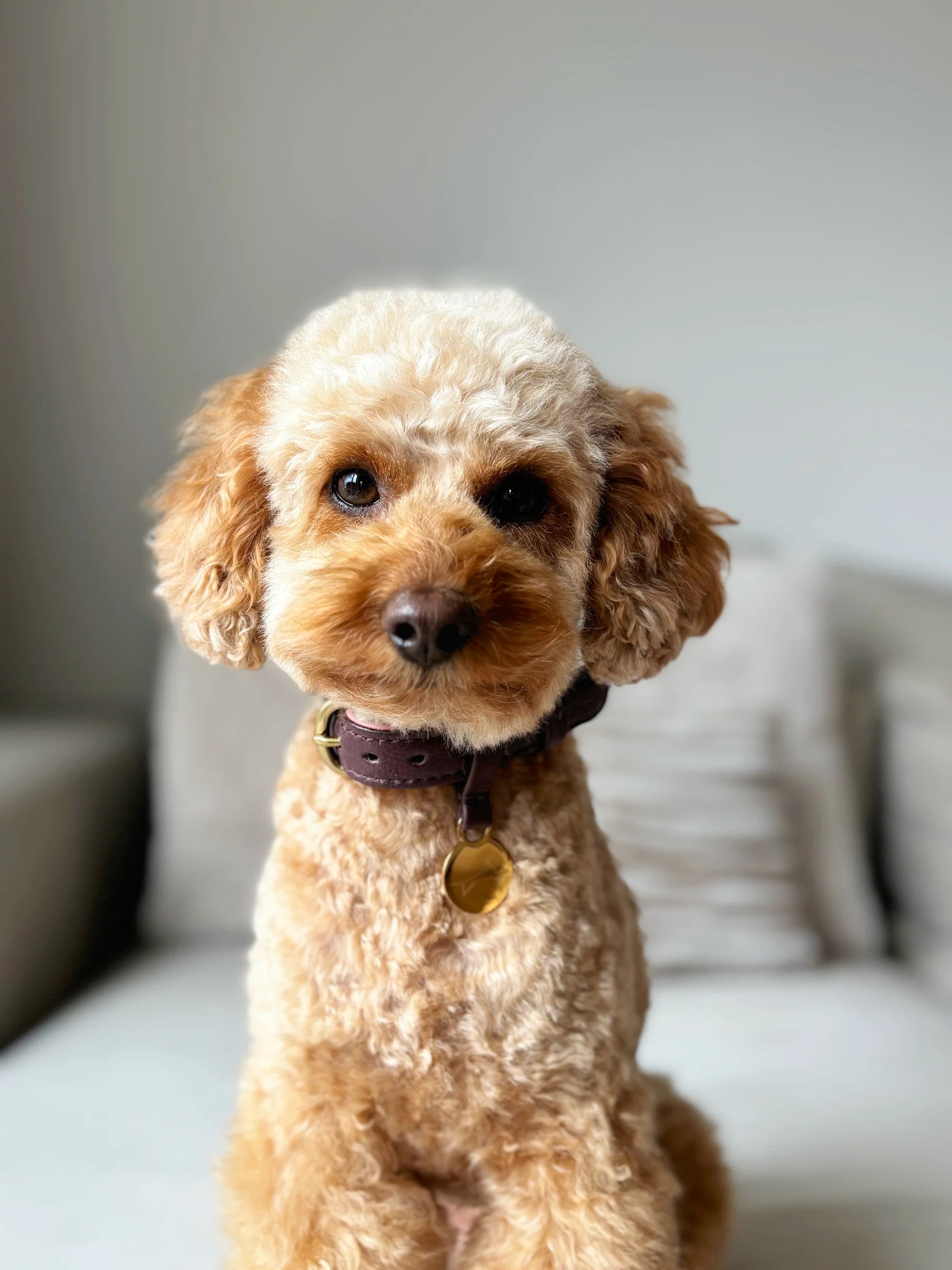 Hondenhalsband Two Tone leer