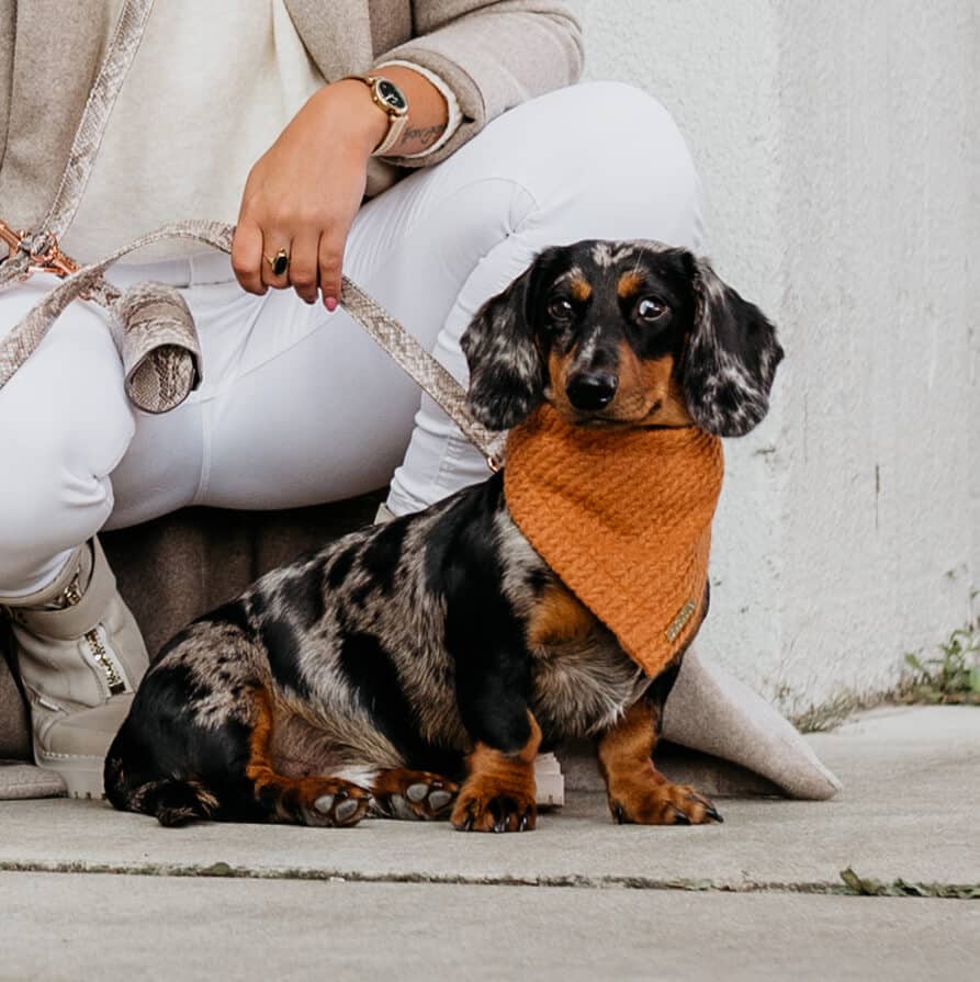 Honden bandana Cably Cognac
De luxe honden bandana Cably Cognac van DOGA is een stijlvol en trendy accessoire om je hond een extra persoonlijkheid en uitstraling te geven. Honden bandana's zijDogawafwafHonden bandana Cably Cognac