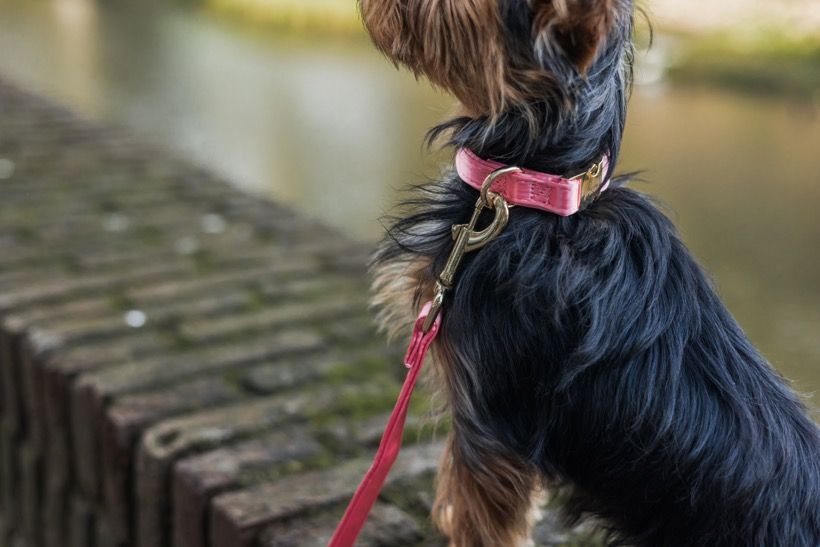 Hondenhalsband Roze satijn
