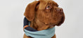 Afbeelding geladen in Galerij-viewer, Labbvenn nekwarmer SIMO
Kies voor een andere optie dan een gewone halsband voor je hond. Bestel nu de stijlvolle nekwarmer, een soort sjaal speciaal ontworpen voor je trouwe viervoeter. DeLabbvennwafwafLabbvenn nekwarmer SIMO
