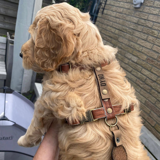 Handgemaakte leren Y-tuig op maat voor hond, gepersonaliseerd met naam, hoogwaardige materialen.