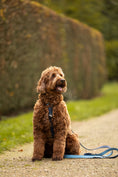 Afbeelding geladen in Galerij-viewer, Brown dog sitting on a path with a blue custom leather dog leash laying beside.
