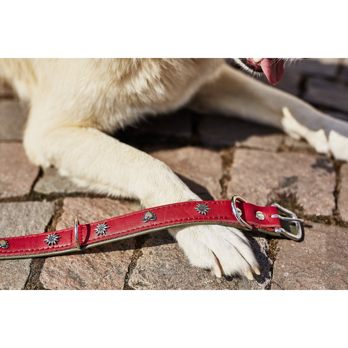 EDELWEISS halsbandDe EDELWEISS-collectie is gemaakt met aandacht voor detail en biedt de beste kwaliteit zadelmakerij "Made in Germany". De halsbanden zijn gemaakt van duurzaam volnerDog collarLABONIwafwafEDELWEISS halsband