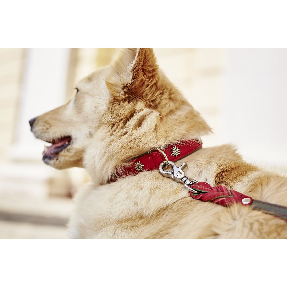 EDELWEISS halsbandDe EDELWEISS-collectie is gemaakt met aandacht voor detail en biedt de beste kwaliteit zadelmakerij "Made in Germany". De halsbanden zijn gemaakt van duurzaam volnerDog collarLABONIwafwafEDELWEISS halsband