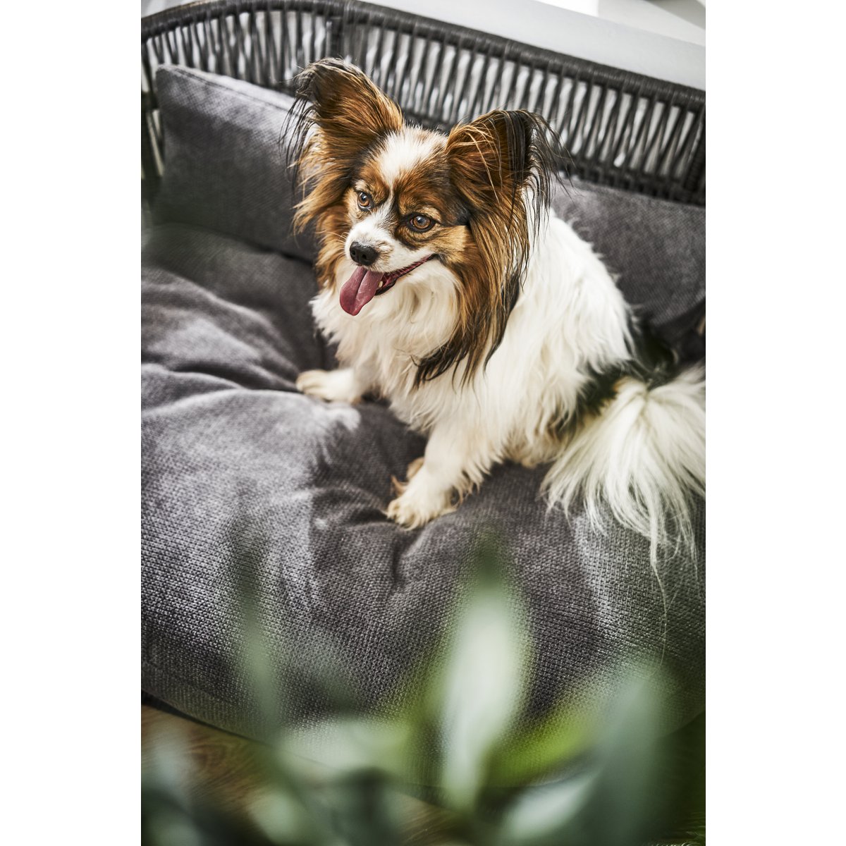 PRADO - TUDOR design hondenmandHet PRADO hondenbed van LABONI is een bekroond, stijlvol en comfortabel bed voor honden. Het heeft een klassieke framestructuur en een duurzame bekleding. De matras LABONIwafwafPRADO - TUDOR design hondenmand